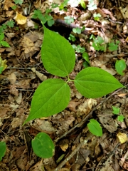 Trillium undulatum