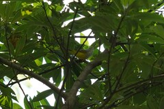 Phyllergates cucullatus