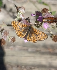 Melitaea