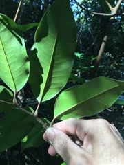 Mischocarpus pyriformis