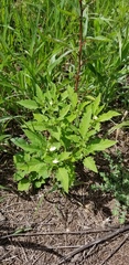 Physalis angulata