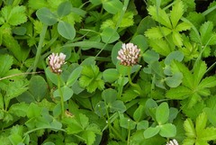 Trifolium fragiferum