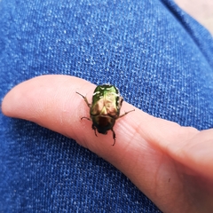 Cetonia aurata