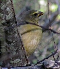 Saltator coerulescens