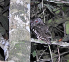 Megascops atricapilla