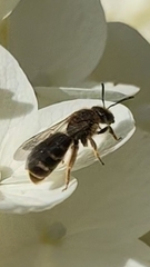 Lasioglossum
