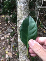 Pisonia aculeata