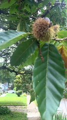 Castanea mollissima