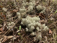 Cladonia stellaris