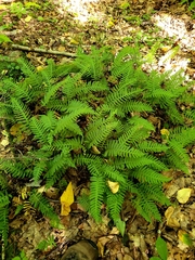 Polypodium virginianum
