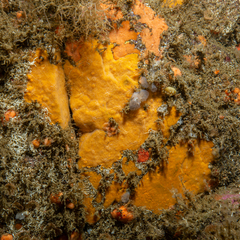 Crellomima