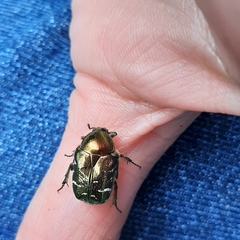 Cetonia aurata