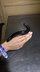 Archispirostreptus gigas