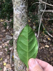 Pisonia aculeata
