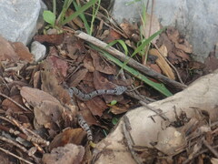 Crotalus lepidus klauberi