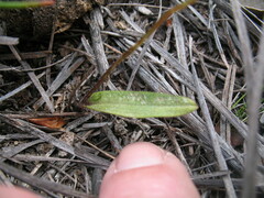 Elythranthera brunonis