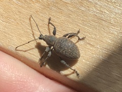 Otiorhynchus aurifer