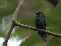 Campylopterus ensipennis