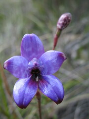 Elythranthera brunonis