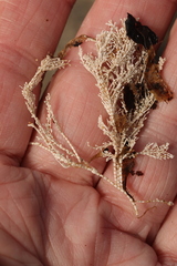 Corallina officinalis