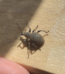 Otiorhynchus aurifer