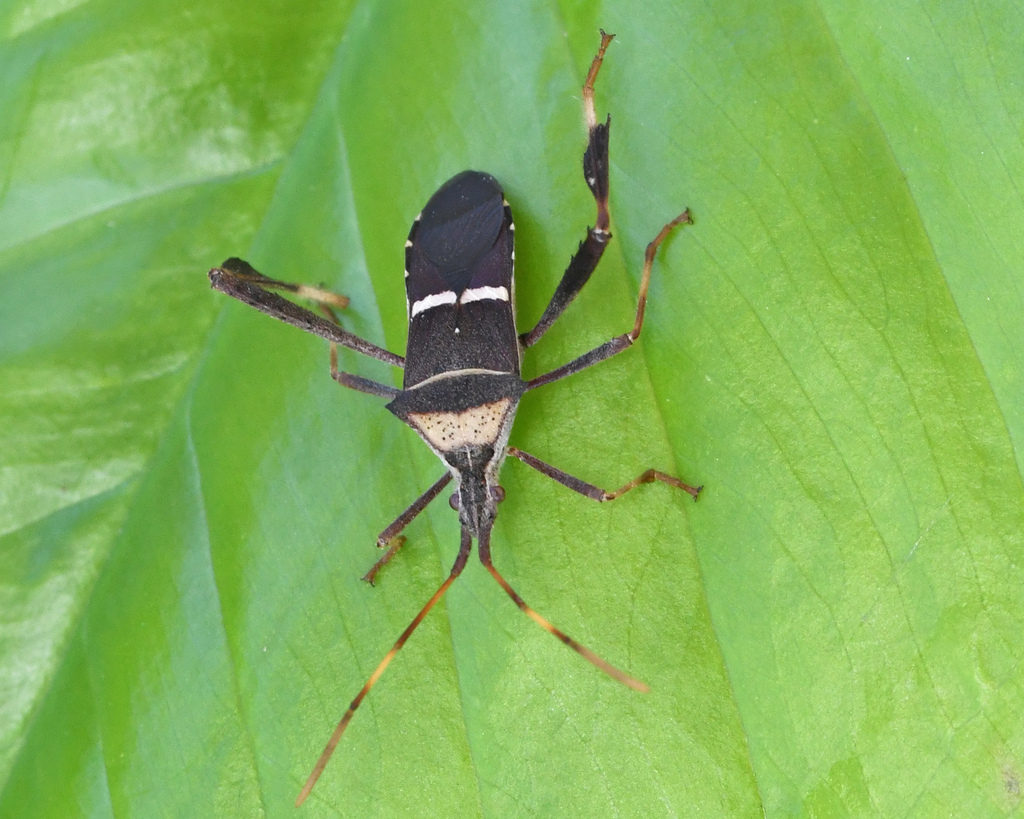 Leptoglossus balteatus