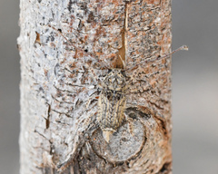 Anthribidae