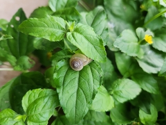 Bradybaena similaris