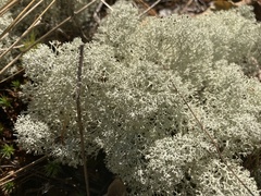 Cladonia stellaris