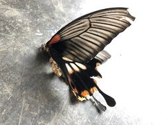 Papilio memnon heronus