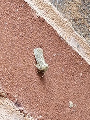 Acrolophus arcanella