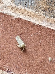 Acrolophus arcanella