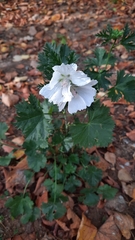 Malva moschata