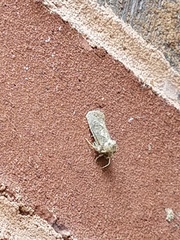 Acrolophus arcanella