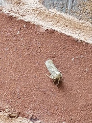 Acrolophus arcanella