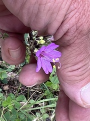 Mirabilis nyctaginea