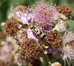Chlorophorus varius