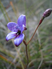 Elythranthera brunonis