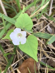 Ipomoea lacunosa
