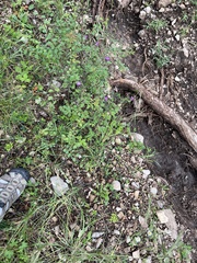 Mirabilis nyctaginea