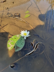 Nymphaea candida