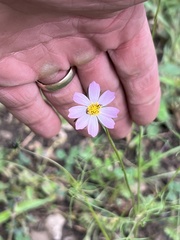 Cosmos parviflorus