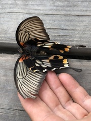 Papilio memnon heronus