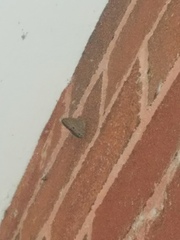 Hermeuptychia sosybius