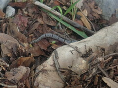 Crotalus lepidus klauberi