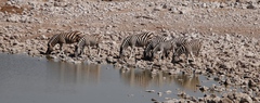 Equus quagga burchellii
