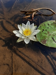 Nymphaea candida