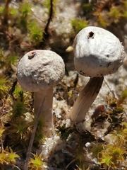 Tulostoma