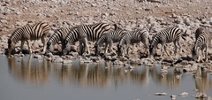 Equus quagga burchellii