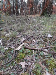 Cyrtostylis reniformis